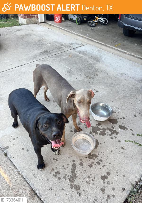 Found/Stray Unknown Dog last seen Preserve at pecan creek, Denton, TX 76208