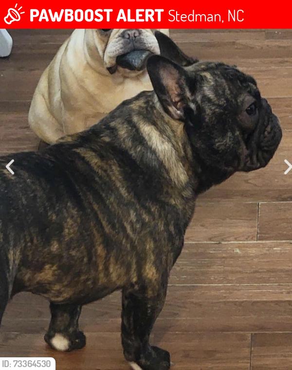 Lost Female Dog last seen John Nunnery road and Clinton Road, Stedman, NC 28391