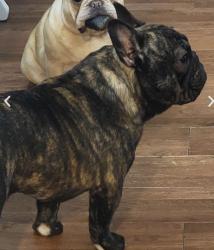 Lost Female Dog last seen John Nunnery road and Clinton Road, Stedman, NC 28391