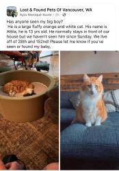 Lost Male Cat last seen 28th, Vancouver, WA 98682