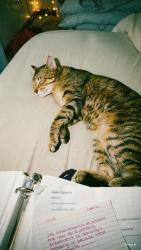 Lost Male Cat last seen Fiesta Dr & Madrid Rd Greenwood IN, 46143, Greenwood, IN 46143