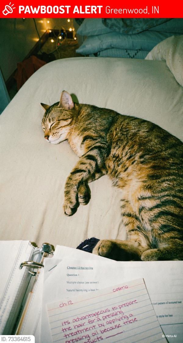 Lost Male Cat last seen Fiesta Dr & Madrid Rd Greenwood IN, 46143, Greenwood, IN 46143