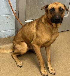 Shelter Stray Male Dog last seen Near S Hairston Road, 30088, GA, 3280 Chamblee Dunwoody Rd, Chamblee, GA 30341, USA