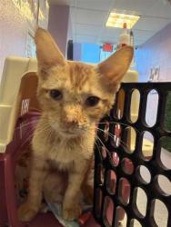 Shelter Stray Male Cat last seen Near Sun Valley, CITY of El Paso, TX, 5001 Fred Wilson Ave, El Paso, TX 79906, USA