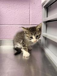 Shelter Stray Male Cat last seen Near McAuliffe, CITY of El Paso, TX, 5001 Fred Wilson Ave, El Paso, TX 79906, USA