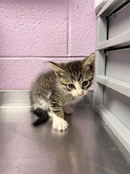 Shelter Stray Male Cat last seen Near McAuliffe, CITY of El Paso, TX, 5001 Fred Wilson Ave, El Paso, TX 79906, USA