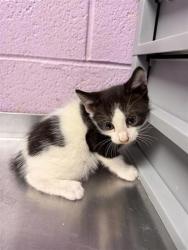 Shelter Stray Male Cat last seen Near McAuliffe, CITY of El Paso, TX, 5001 Fred Wilson Ave, El Paso, TX 79906, USA