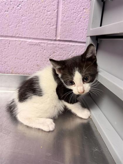 Shelter Stray Male Cat last seen Near McAuliffe, CITY of El Paso, TX, 5001 Fred Wilson Ave, El Paso, TX 79906, USA
