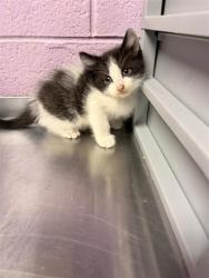 Shelter Stray Male Cat last seen Near McAuliffe, CITY of El Paso, TX, 5001 Fred Wilson Ave, El Paso, TX 79906, USA