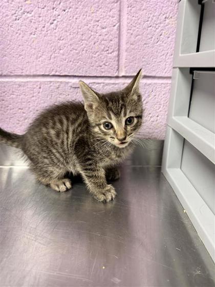Shelter Stray Female Cat last seen Near McAuliffe, CITY of El Paso, TX, 5001 Fred Wilson Ave, El Paso, TX 79906, USA