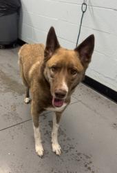 Shelter Stray Male Dog last seen AMBASSADOR DR at YUKON RIVER WAY, Rancho Cordova, CA, 6201 Florin Perkins Rd, Sacramento, CA 95828, USA