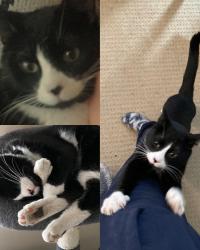 Lost Male Cat last seen Forest Lawn Community Center, Calgary, AB T2B 1A9