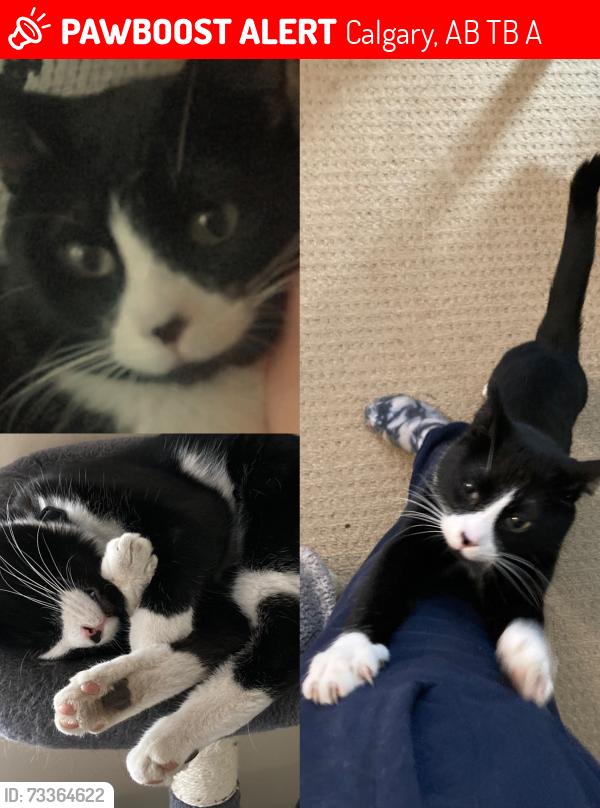 Lost Male Cat last seen Forest Lawn Community Center, Calgary, AB T2B 1A9