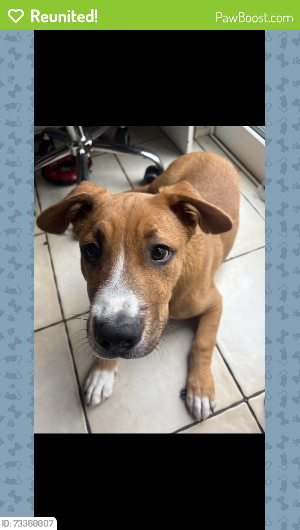 Reunited Male Dog last seen Tampa Bay Blvd, Tampa, FL 33614