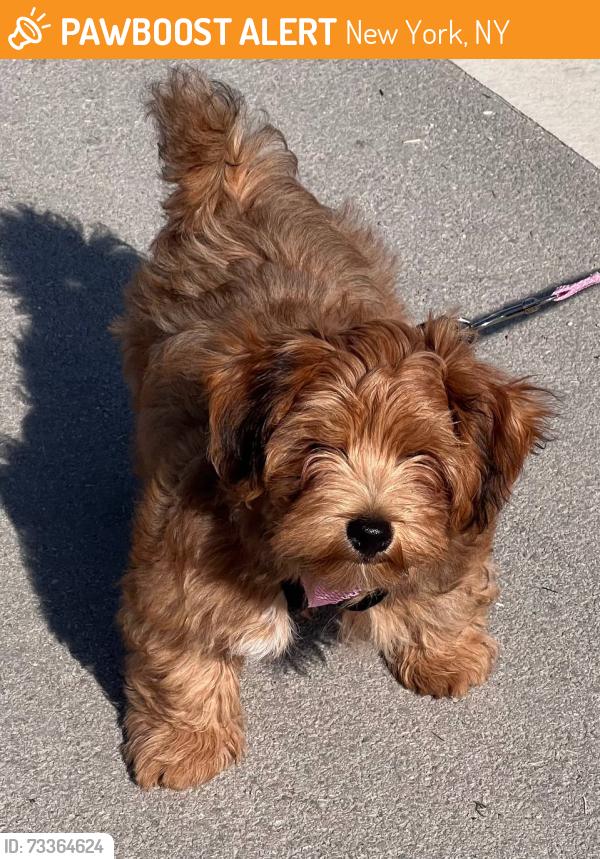 Found/Stray Male Dog last seen NYC, New York, NY 10024