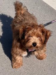 Found/Stray Male Dog last seen NYC, New York, NY 10024
