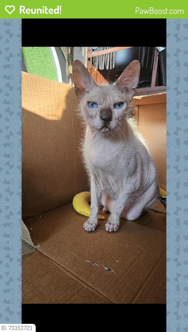 Reunited Male Cat last seen Between Worden and 288th, Willowick, OH 44095