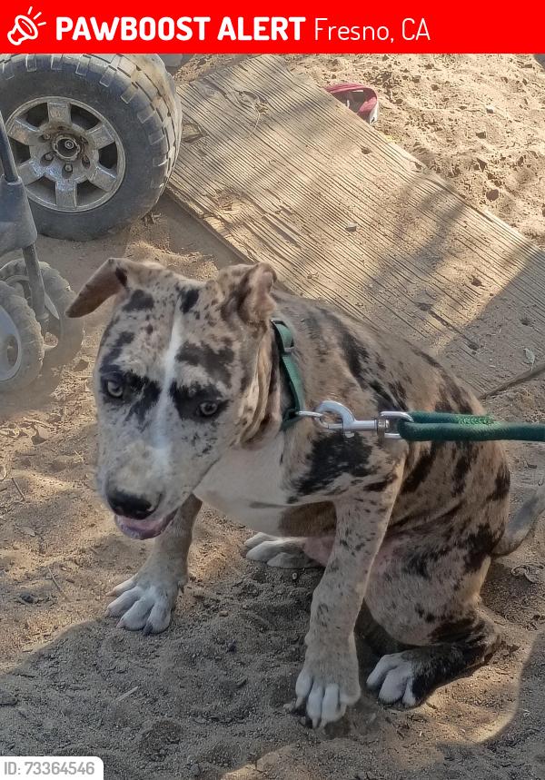 Lost Male Dog last seen Santa clara & E street, Fresno, CA 93706