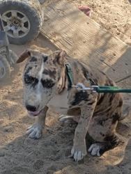 Lost Male Dog last seen Santa clara & E street, Fresno, CA 93706