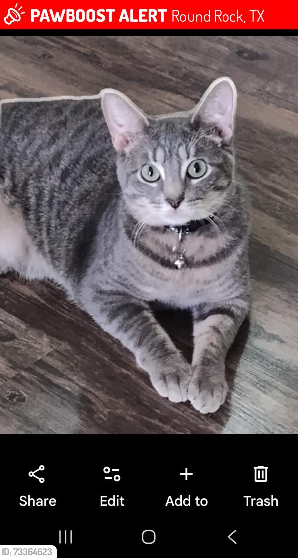 Lost Male Cat last seen Redwing Way & South Creek, Round Rock, TX 78664