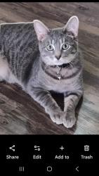 Lost Male Cat last seen Redwing Way & South Creek, Round Rock, TX 78664