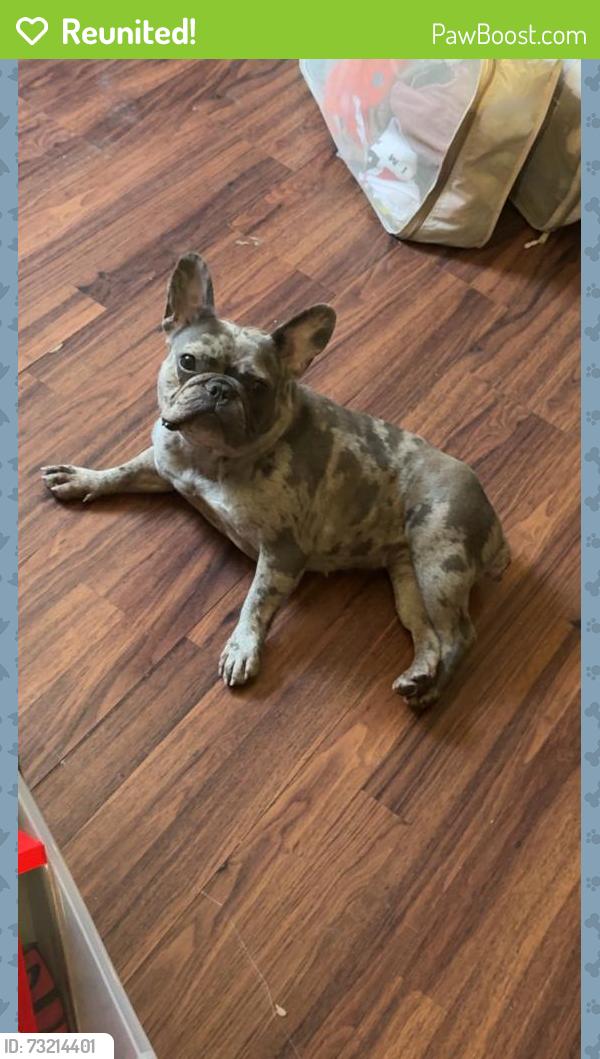 Reunited Female Dog last seen Her collar was found on bronx river parkway southbound, The Bronx, NY 10458