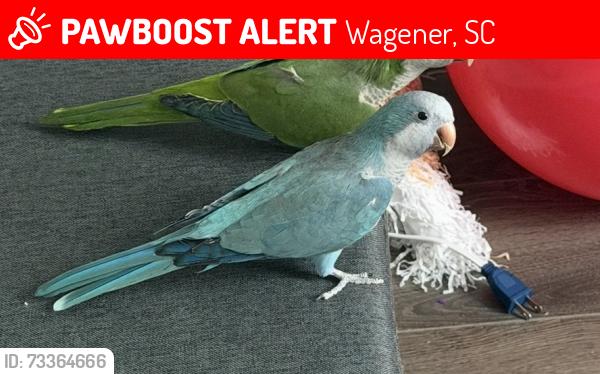Lost Male Bird last seen Old 96 Indian Trail, Kirkland St, Snowville Cir, Wagener, SC 29164
