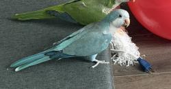 Lost Male Bird last seen Old 96 Indian Trail, Kirkland St, Snowville Cir, Wagener, SC 29164