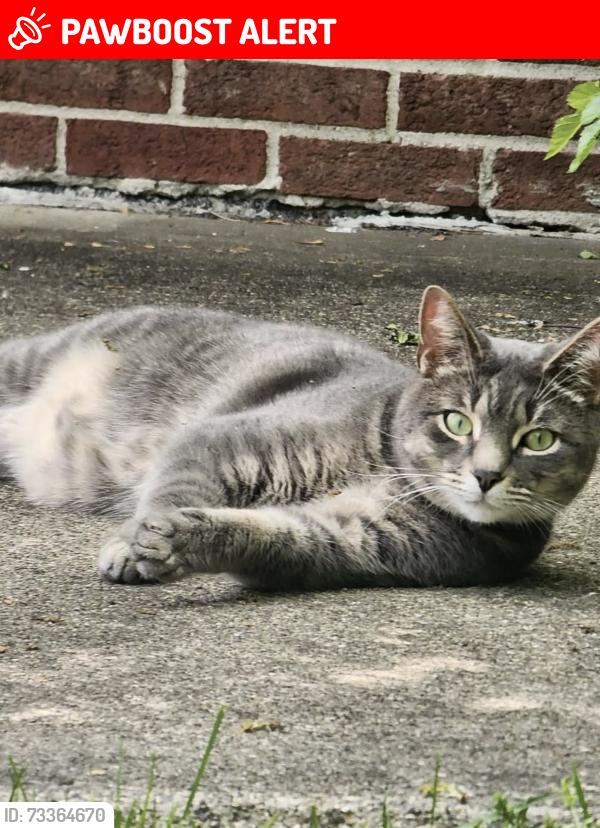 Lost Male Cat last seen Hass and Beach Daily, Dearborn Heights, MI 48127
