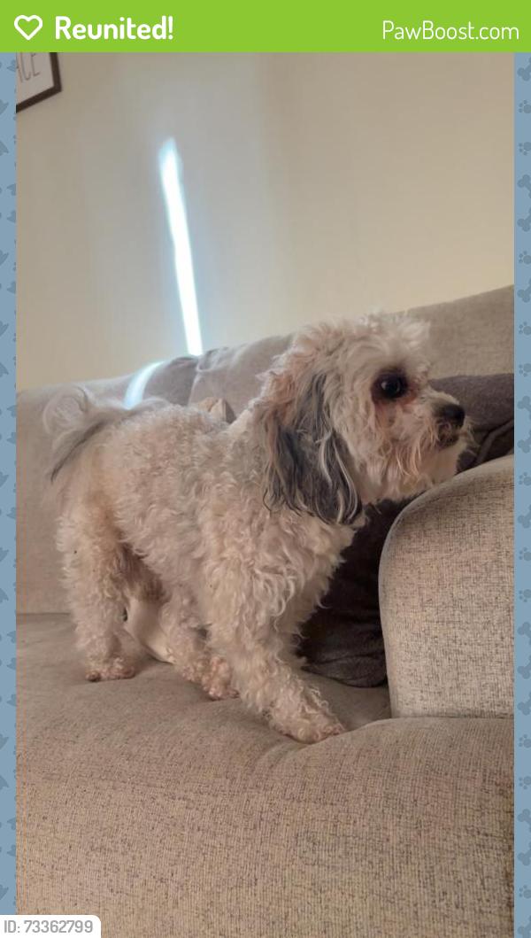 Reunited Male Dog last seen He got away; he was right in front of the hse when a white SUV—which I have on camera—pulled up. A white woman got out, took him, and drove off with him! Please, we want him back home; we are very sad! 🙏, Racine, WI 53404