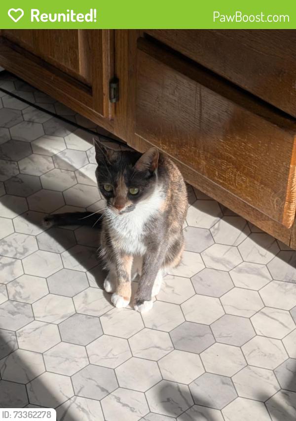 Reunited Female Cat last seen Hicks & Reed, Philadelphia, PA 19146