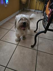 Found/Stray Male Dog last seen Imperial Valley and Airtex, Houston, TX 77090