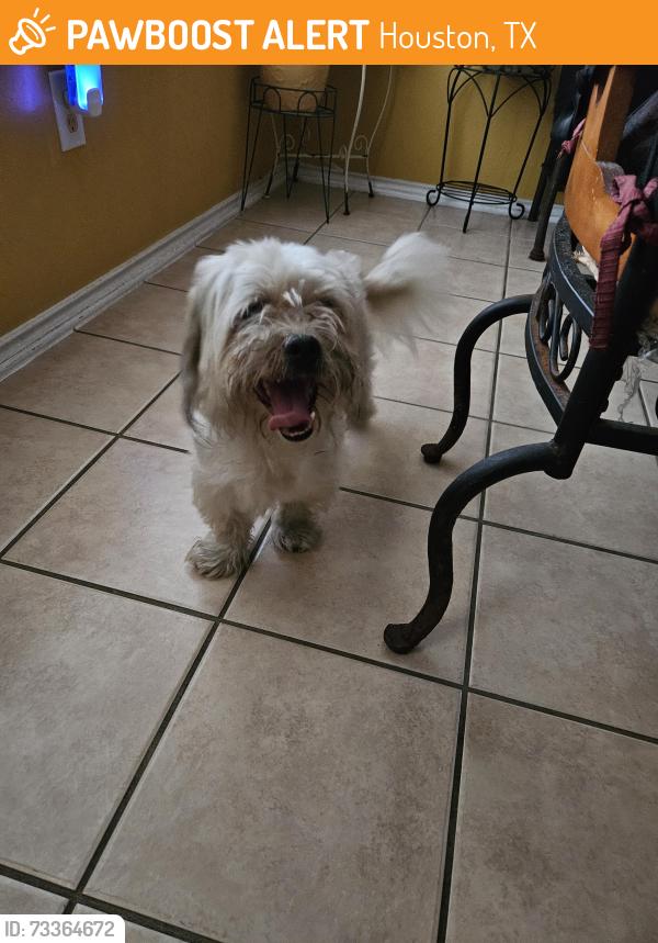 Found/Stray Male Dog last seen Imperial Valley and Airtex, Houston, TX 77090