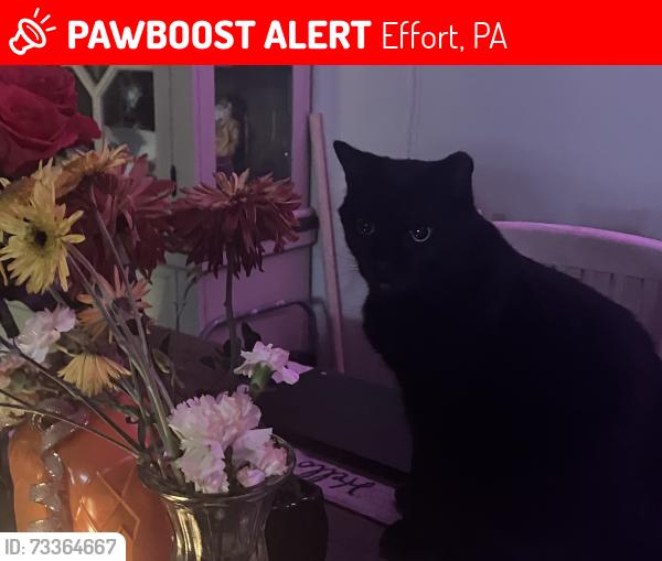 Lost Male Cat last seen Bluegrass, West Brook ln, Effort, PA 18330