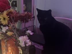 Lost Male Cat last seen Bluegrass, West Brook ln, Effort, PA 18330