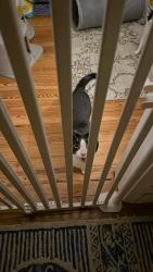 Reunited Male Cat last seen Near Johnsontown Park, Downingtown, PA 19335