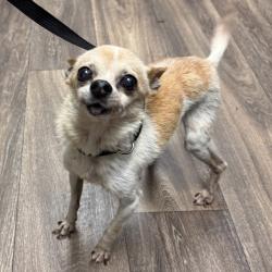 Shelter Stray Male Dog last seen Near Beyer, Chula Vista, CA, 91911, 5500 Gaines St, San Diego, CA 92110, USA