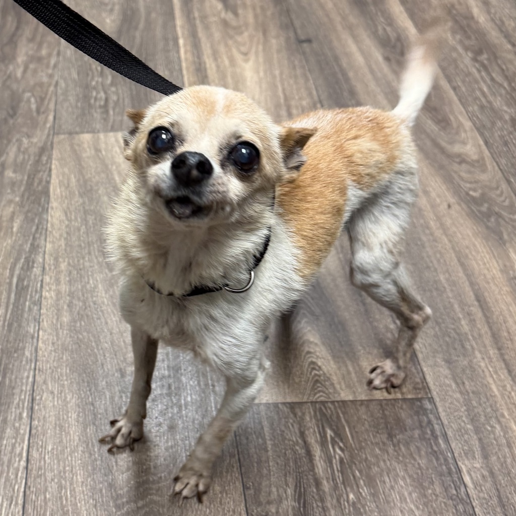 Shelter Stray Male Dog last seen Near Beyer, Chula Vista, CA, 91911, 5500 Gaines St, San Diego, CA 92110, USA