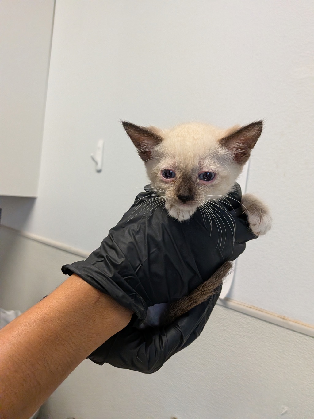 Shelter Stray Female Cat last seen Near Dunning Circle, San Diego, CA, 92154, 5500 Gaines St, San Diego, CA 92110, USA