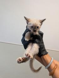 Shelter Stray Female Cat last seen Near Dunning Circle, San Diego, CA, 92154, 5500 Gaines St, San Diego, CA 92110, USA