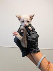 Shelter Stray Female Cat last seen Near Dunning Circle, San Diego, CA, 92154, 5500 Gaines St, San Diego, CA 92110, USA