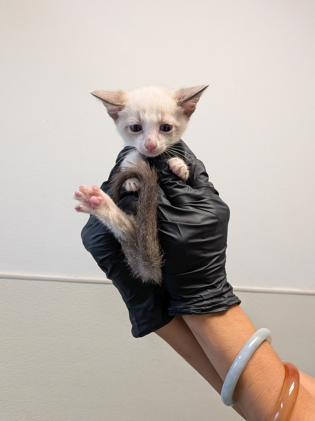 Shelter Stray Female Cat last seen Near Dunning Circle, San Diego, CA, 92154, 5500 Gaines St, San Diego, CA 92110, USA