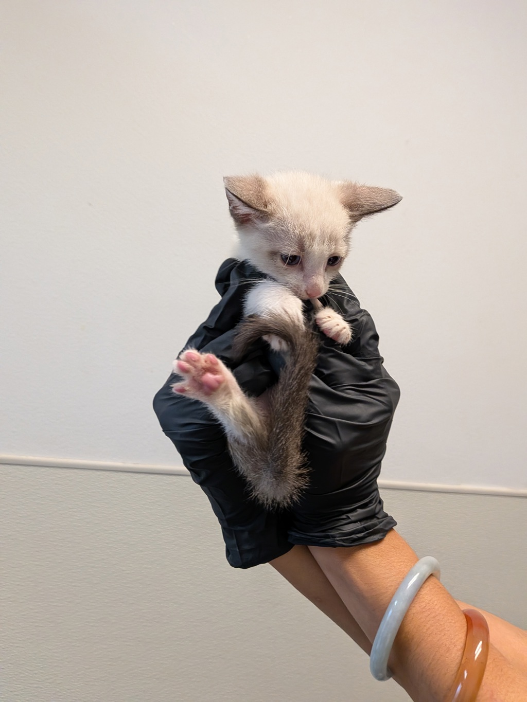 Shelter Stray Male Cat last seen Near Dunning Circle, San Diego, CA, 92154, 5500 Gaines St, San Diego, CA 92110, USA