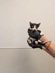 Shelter Stray Male Cat last seen Near Dunning Circle, San Diego, CA, 92154, 5500 Gaines St, San Diego, CA 92110, USA