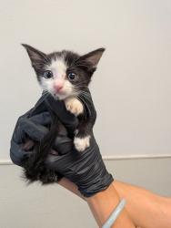 Shelter Stray Female Cat last seen Near Dunning Circle, San Diego, CA, 92154, 5500 Gaines St, San Diego, CA 92110, USA