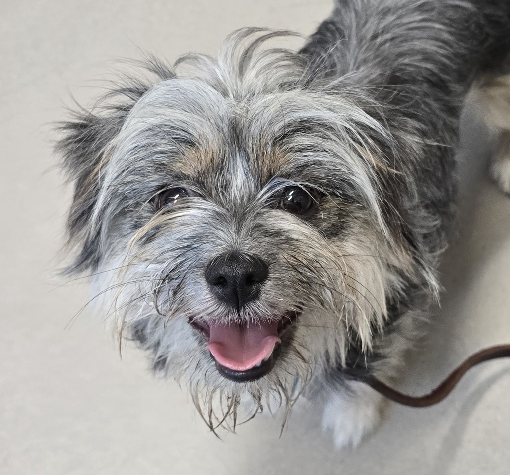 Shelter Stray Female Dog last seen Near Fletcher Parkway, El Cajon, CA, 92020, El Cajon, CA 92020, USA