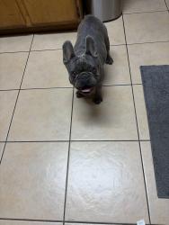 Reunited Male Dog last seen Food 4 Less Bear Valley Road Victorville, Victorville, CA 92395