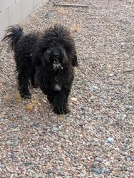 Found/Stray Male Dog last seen Near th and Montano, Albuquerque, NM 87107