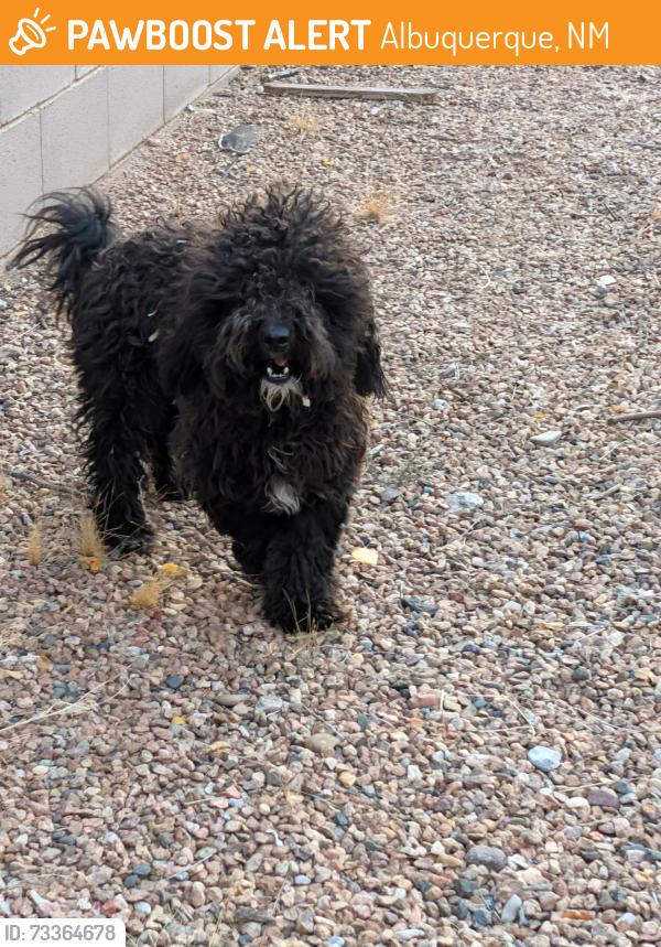 Found/Stray Male Dog last seen Near th and Montano, Albuquerque, NM 87107
