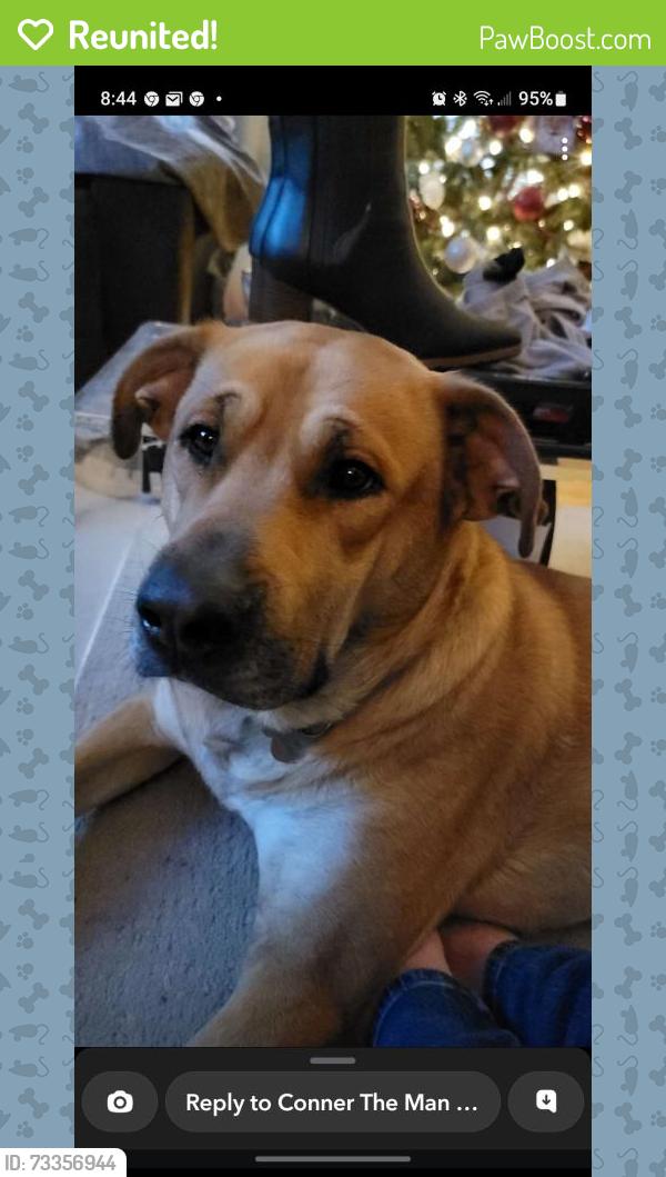 Reunited Male Dog last seen Tot Hill Farm Rd and Grady Williams Dr, Asheboro, NC 27205